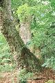 c22A-Zaborow_Lesny-drzewo-1.jpg