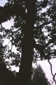 b02.-Carska_Tropina-drzewo.jpg