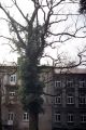 g10.-Rudka_Sanatoryjna-drzewo.jpg